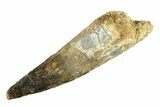 Fossil Spinosaurus Tooth - Real Dinosaur Tooth #298147-1